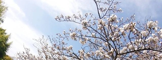 咲耶❤️🪷ﾌｫﾛﾊﾞさんの壁紙画像