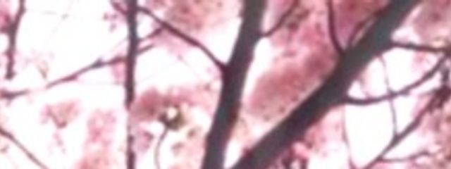 ねこさん❀.*･ﾟ✿゜:。*さんの壁紙画像