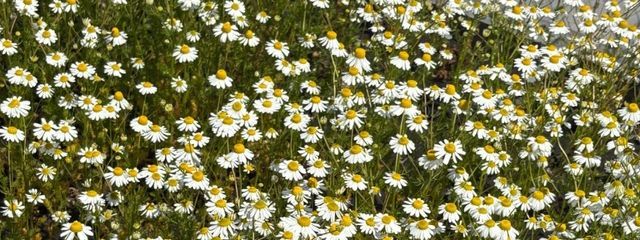  .｡.:*★さんの壁紙画像