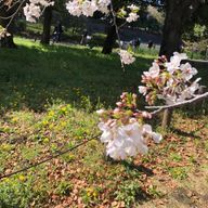 夜花さんのアイコン画像