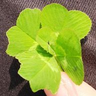 Tokageさんのアイコン画像