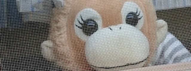 猫餅さんの壁紙画像