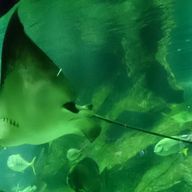 猫餅さんのアイコン画像