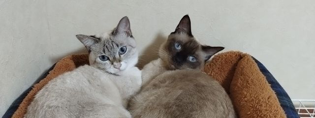 ｴﾋﾞﾏﾖ🍤さんの壁紙画像