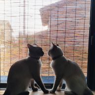 ｴﾋﾞﾏﾖ🍤さんのアイコン画像