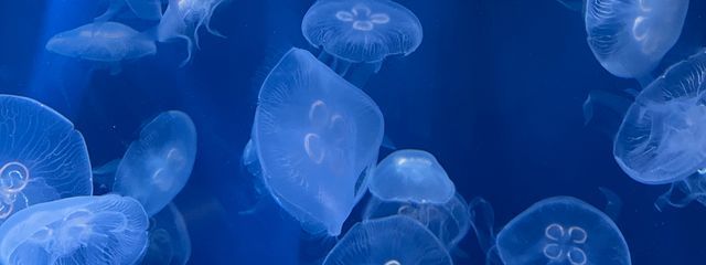 うみさんの壁紙画像