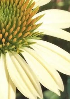 ~　エキナセアの花　~