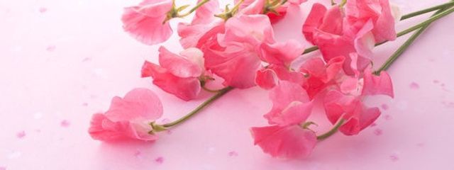 藍崎 蒼空    無期限活動休止中さんの壁紙画像