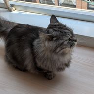 あまみねさんのアイコン画像