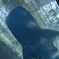 あまみねさんのアイコン画像