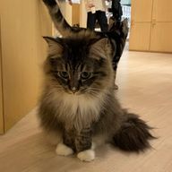 Ametomoさんのアイコン画像
