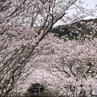 紅夜流音(ほんよいるおん)さんのアイコン画像