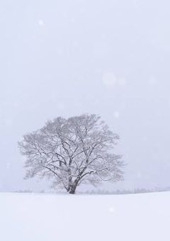 とある双子の物語