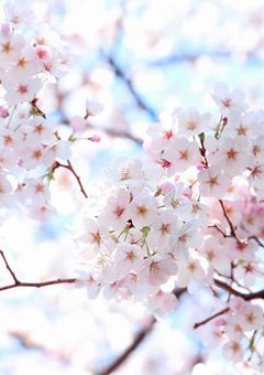 君の隣で、恋を知る