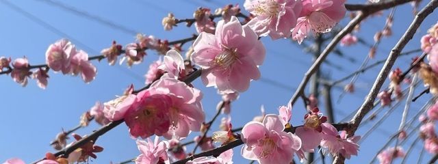 rairaꕥさんの壁紙画像