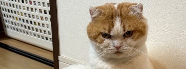 かなさんの壁紙画像