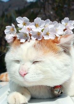 　　あなたの王子様を教えてください　!!