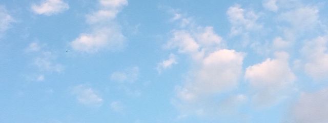 うささんの壁紙画像