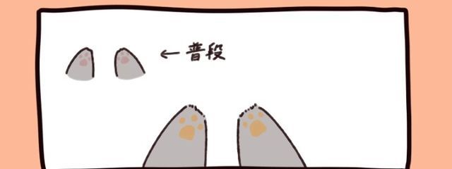 チベットスナギツネさんの壁紙画像