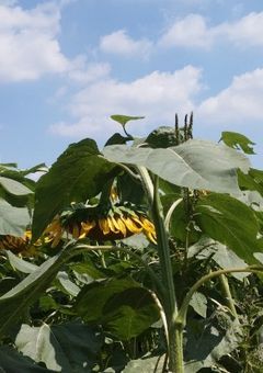 君は負けヒロインなんかじゃない