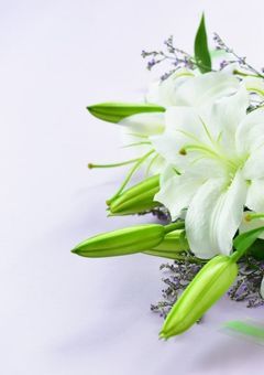 　　花に変わってしまった君を探しています____。