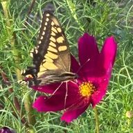 華蝶雲月さんのアイコン画像