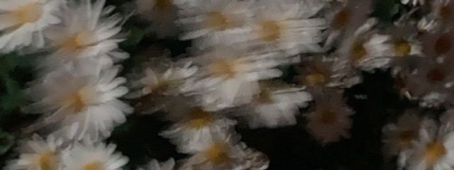 たらちゃんさんの壁紙画像