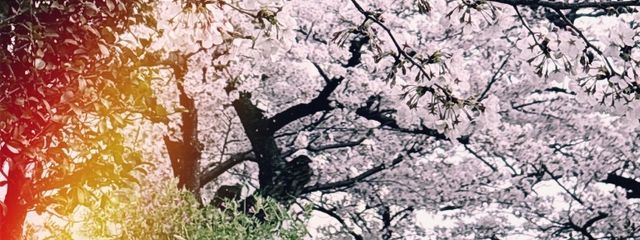 H.Mさんの壁紙画像