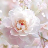 🌺 はなみやさんのアイコン画像