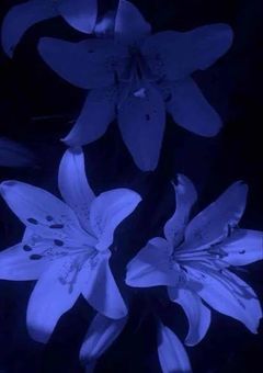 花影病のマネージャー