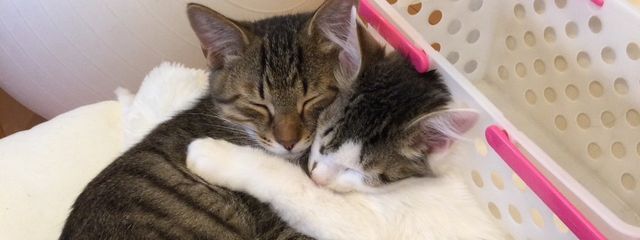 カグヤさんの壁紙画像