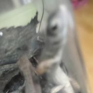 ナナチキ（揚げドリ）さんのアイコン画像