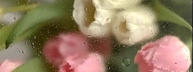 ✩.*˚さんの壁紙画像