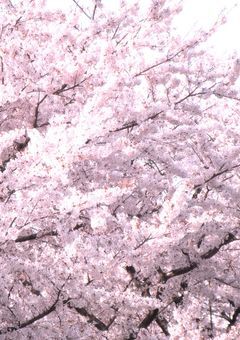 桜の海で待ち合わせ