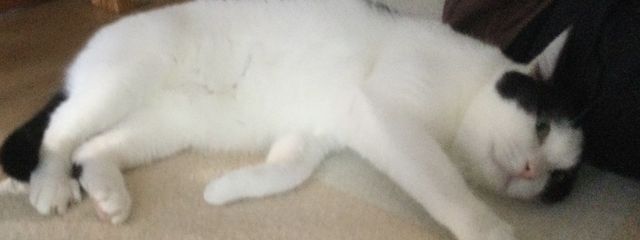 音猫さんの壁紙画像