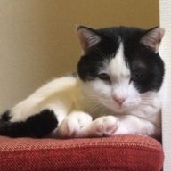 音猫さんのアイコン画像