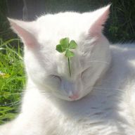 匿名6bq 多忙定期さんのアイコン画像