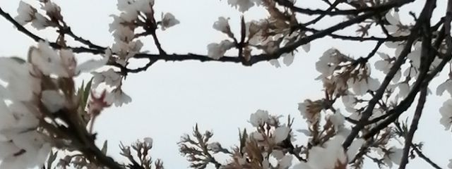 ぱる🌼🎗️🎼💜❤️　※100%フォロバさんの壁紙画像