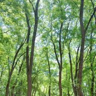 ぱる🌼🎗️🎼💜❤️　※100%フォロバさんのアイコン画像