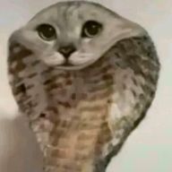 ねこへびさんのアイコン画像