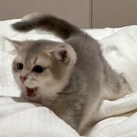 ずみみさんのアイコン画像