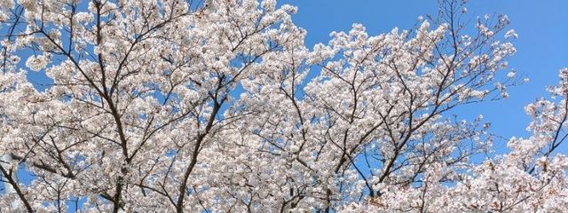 歌夜さんの壁紙画像