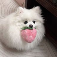 りんさんのアイコン画像