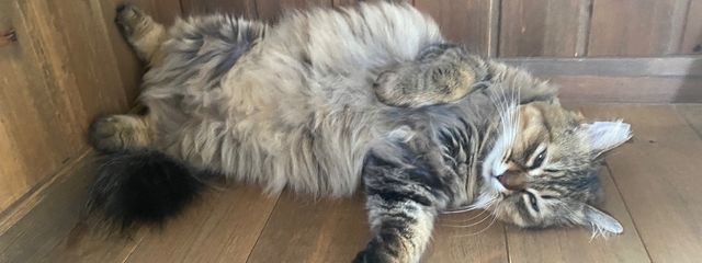 つー フォロバするよー！✊´-さんの壁紙画像