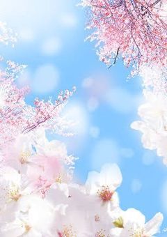 桜が落ちるまで [完結]