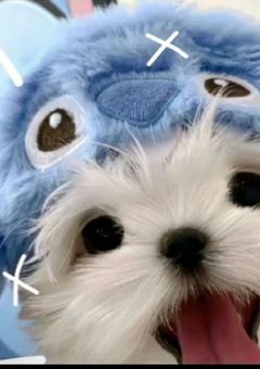 私 だけの 子犬 なの っ !!