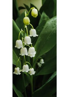 人ではないあの子は長寿の種族