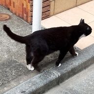 磯部餅派さんのアイコン画像