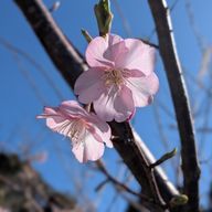 桜🌸さんのアイコン画像
