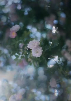 Blossom Veil Entertainment